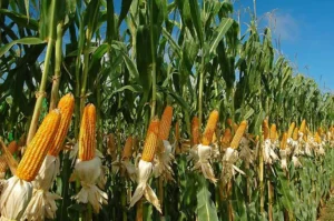 Tips Memilih Tanaman Pangan untuk Kebun Mini