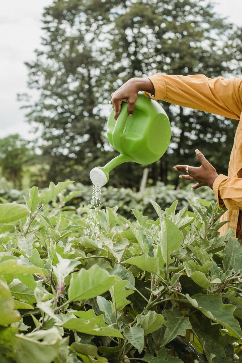 Bangkit dari Stres Lewat Hobi Berkebun