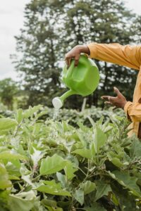 Bangkit dari Stres Lewat Hobi Berkebun