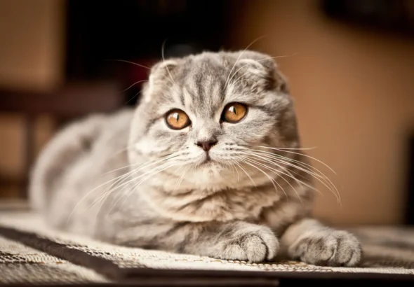 Mendeteksi Gejala Penyakit Kulit pada Anjing dan Kucing